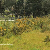 Ulex europaeus L.